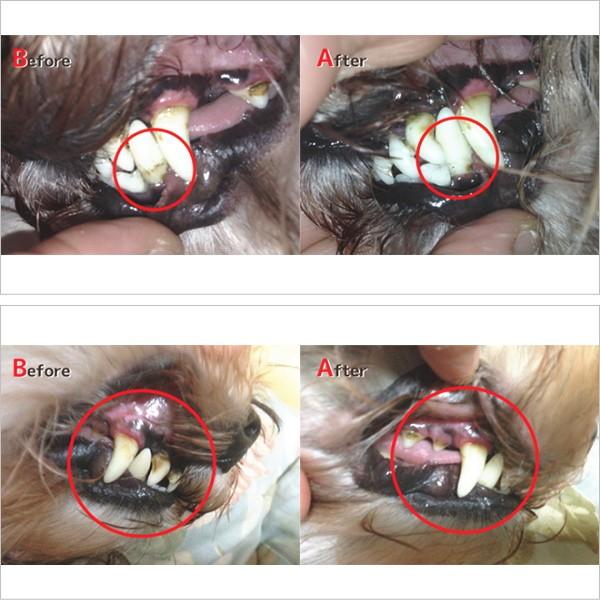 ペットクール ブレスケア 100ml チワワ 犬 歯磨き 小型犬 歯 はみがき ハミガキ デンタルケア 歯磨きスプレー Buyee Buyee Japanese Proxy Service Buy From Japan Bot Online