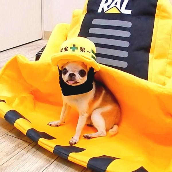 安全第一ヘルメット帽子 Mサイズ チワワ 小型犬 犬 ペット 帽子 キャップ 犬用 かぶりもの コスプレ 工事 現場 建設 Buyee Buyee 日本の通販商品 オークションの代理入札 代理購入