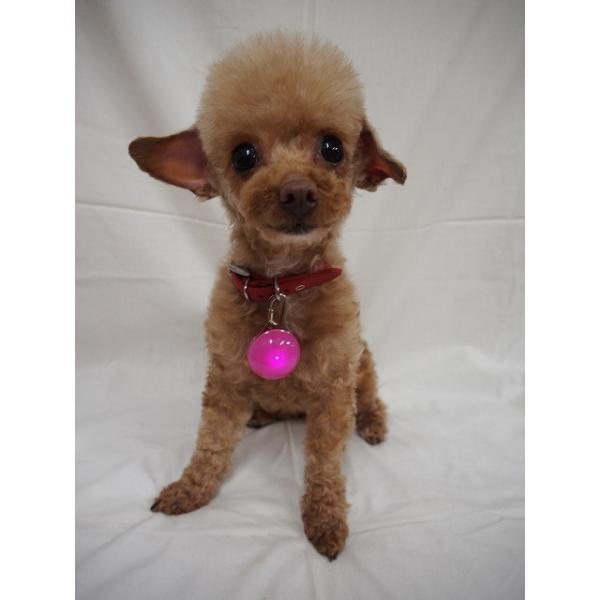 ペットのナイト安全led懐中電灯 犬猫の首輪リードライト Buyee Buyee 日本の通販商品 オークションの代理入札 代理購入