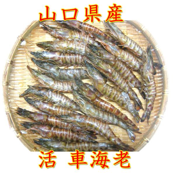 年内の発送の受付は１２月２7日まで！お歳暮　お年賀　ギフト山口県岩国産の車えび！毎朝獲れたてを出荷しています！商品名活き車えび産地：山口県岩国市原材料：車えび（山口県産）内　容：３００ｇ保存方法：冷暗所で保管で保存賞味期限：冷暗所到着後1日...