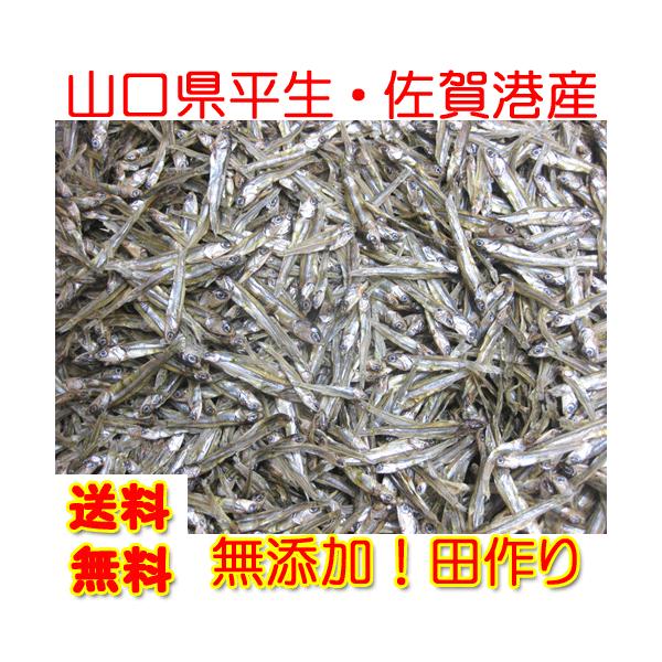 山口県産 田作り １５０ｇ ネコポス便限定送料無料