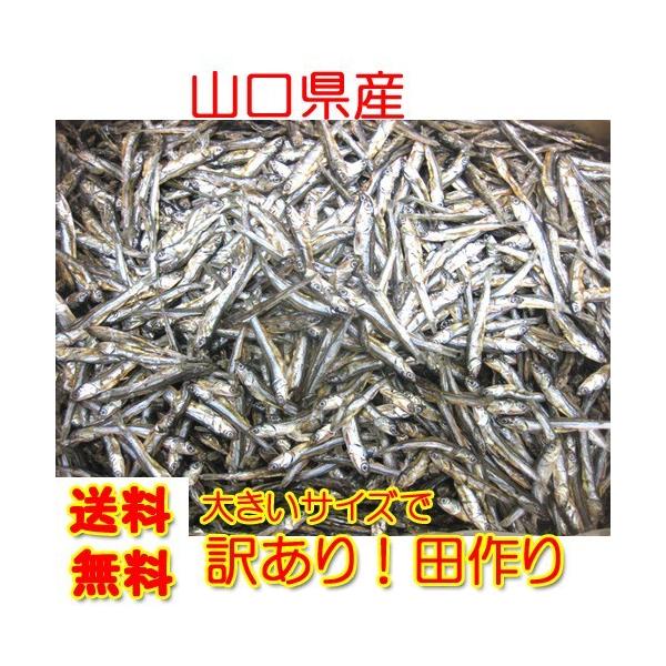 訳あり 山口県産 田作り 150ｇ ネコポス便 限定送料無料