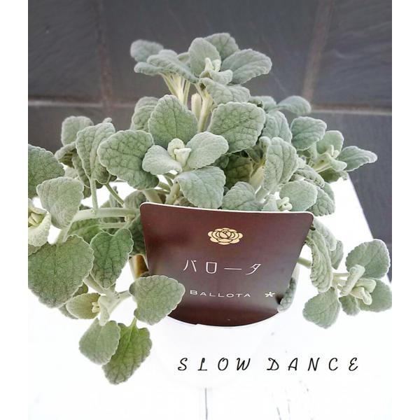 バロータ キャンディア 2 5号ポット シソ科バロータ属 Buyee Buyee Japanese Proxy Service Buy From Japan Bot Online