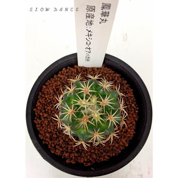 サボテン 鳳華丸 2 5号硬質鉢 サボテン科コリファンタ属 多肉植物 Buyee Buyee Japanese Proxy Service Buy From Japan Bot Online