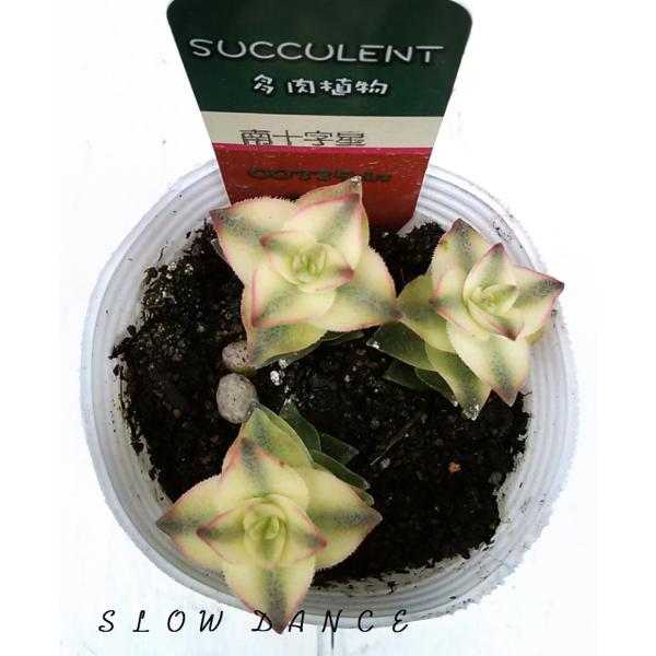 クラッスラ 南十字星 星の王子の斑入り品種 2 5号ポット ベンケイソウ科クラッスラ属 多肉植物 Crassula Perforata Var Variegate スローダンス Yahoo 店 通販 Yahoo ショッピング