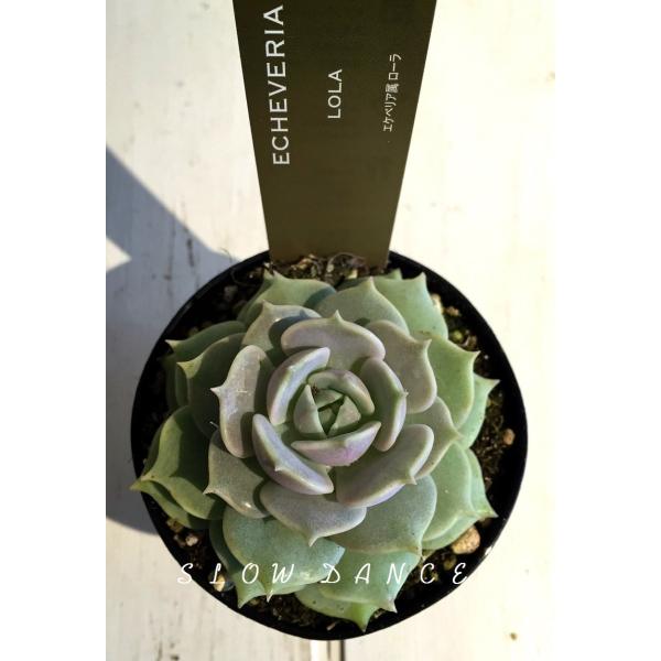 エケベリア ローラ 2 5号プラポット エケベリア属 多肉植物 Earth Succulents Echeveria Lola スローダンス Yahoo 店 通販 Yahoo ショッピング