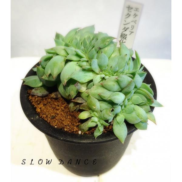 エケベリア セクンダ綴化 3号硬質鉢 ベンケイソウ科エケベリア属 多肉植物 ビザールプランツ Buyee Buyee 日本の通販商品 オークションの代理入札 代理購入