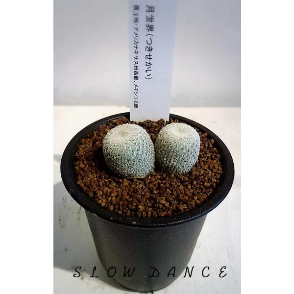 サボテン 月世界 2 5号硬質鉢 サボテン科エピテランサ属 多肉植物 Buyee Buyee Japanese Proxy Service Buy From Japan Bot Online