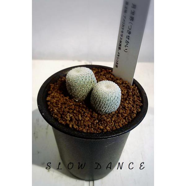 サボテン 月世界 2 5号硬質鉢 サボテン科エピテランサ属 多肉植物 Buyee Buyee Japanese Proxy Service Buy From Japan Bot Online