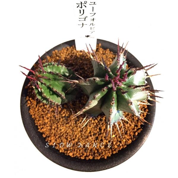 「ユーフォルビア・ポリゴナ 群生株｜赤棘 美株｜鉢付き 多肉植物」 ユーフォルビア・ポリゴナ 群生株｜赤棘 美株｜鉢付き 多肉植物」
