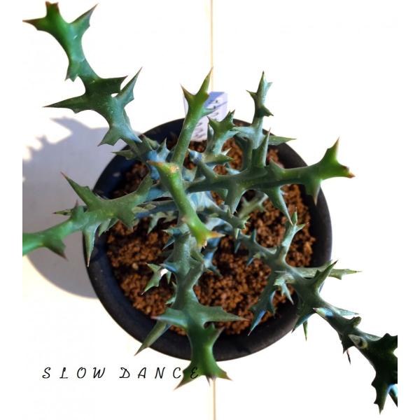 ユーフォルビア アクチノクラダ Euphorbia actinoclada ③ 塊根植物