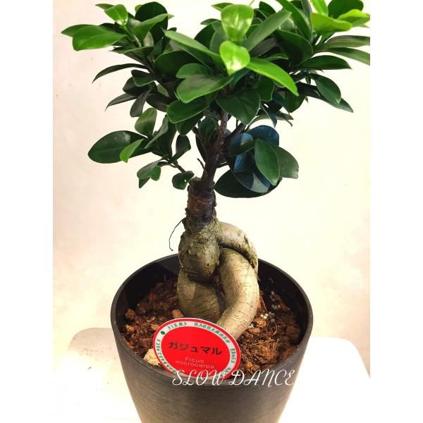 ガジュマル 5号プラ鉢 クワ科 観葉植物 ギフト 同梱不可 Buyee Buyee Japanese Proxy Service Buy From Japan Bot Online