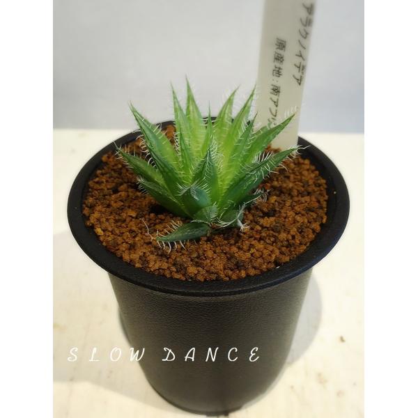 ハオルチア アラクノイデア/2.5号硬質鉢 ツルボラン科 多肉植物 /【Buyee】 ハオルチア アラクノイデア/2.5号硬質鉢 ツルボラン科 多肉植物 /【Buyee】