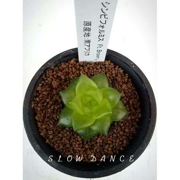 ハオルチア シンビフォルミス Ft Brown 2 5号硬質鉢 ツルボラン科 多肉植物 Buyee Buyee 日本の通販商品 オークションの代理入札 代理購入