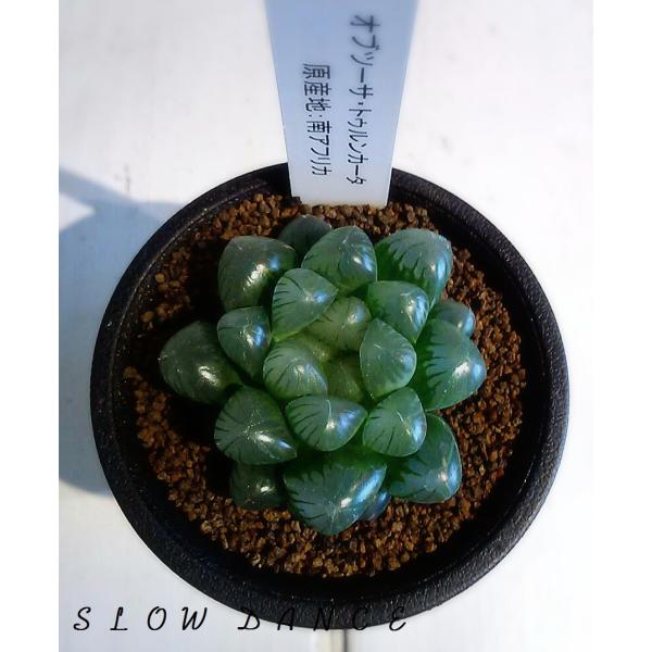 slowdance-pro_haworthia-  