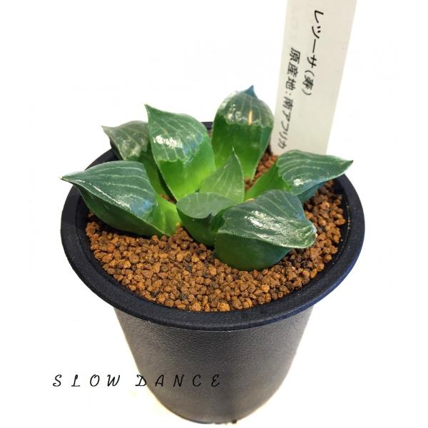 ハオルチア レツーサ寿 2 5号硬質鉢 ツルボラン科 多肉植物 Buyee 日本代购平台 产品购物网站大全 Buyee一站式代购 Bot Online