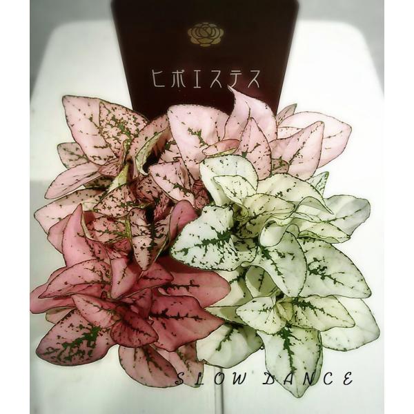 ヒポエステス 白と薄ピンクの混植 2 5号ポット キツネノマゴ科ヒポエステス属 観葉植物 Buyee Buyee 提供一站式最全面最專業現地yahoo Japan拍賣代bid代拍代購服務 Bot Online