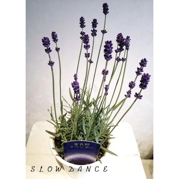 slowdance-pro_lavandula-