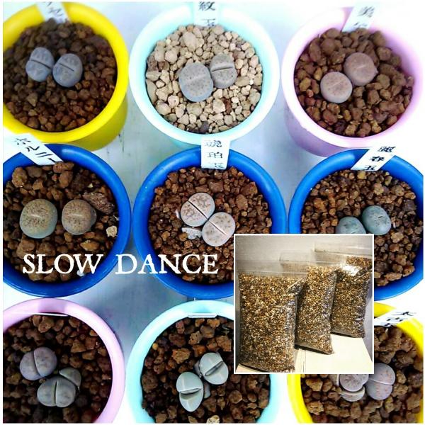 リトープス 7品種13頭 リトープス専用の土3袋セット レビュー特典 抜き苗でお届けいたします 2号プラ鉢 ハマミズナ科 多肉植物 Buyee Buyee Japanese Proxy Service Buy From Japan Bot Online