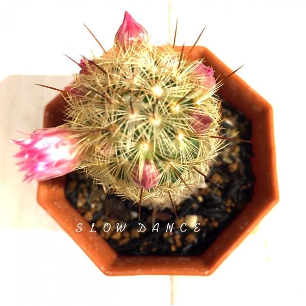 slowdance-pro_mammillaria-
