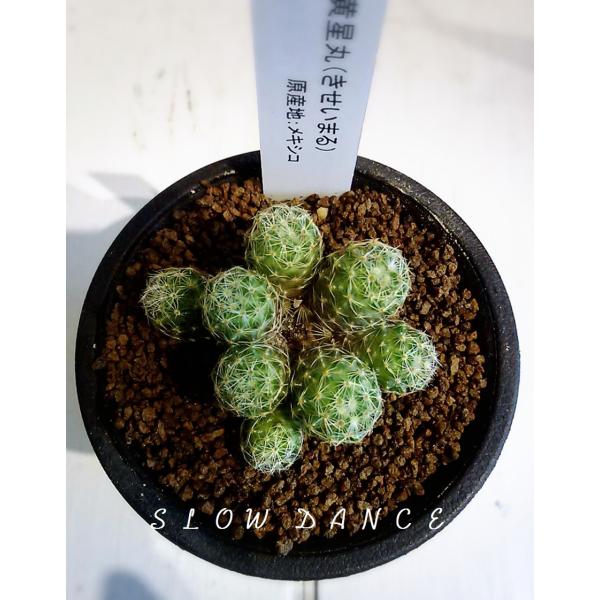 サボテン 黄星丸(群生)/2.5号硬質鉢 サボテン科マミラリア属 多肉植物 /【Buyee】 サボテン 黄星丸(群生)/2.5号硬質鉢 サボテン科マミラリア属 多肉植物 /【Buyee】
