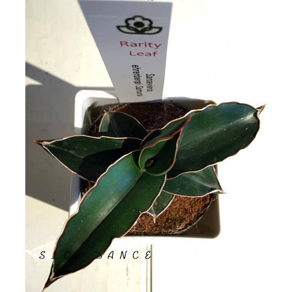 サンスベリア サムライドワーフ 3 5号プラ角鉢ホワイト キジカクシ科サンセベリア属 観葉植物 Buyee Buyee Japanese Proxy Service Buy From Japan Bot Online