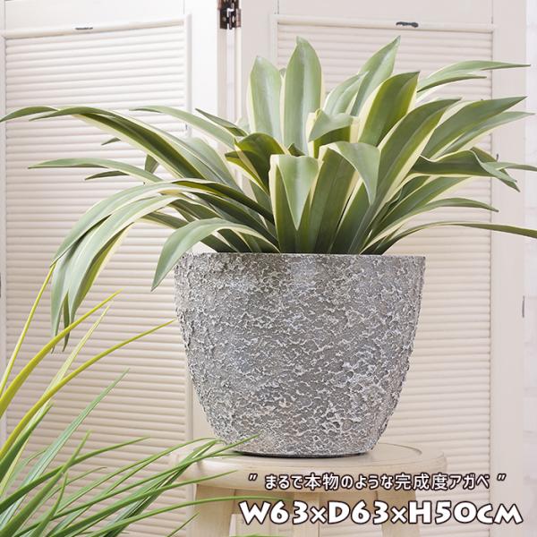 大型アガベ 植物 枯れ保証付き 植物図鑑】アガベ・チタノタ 'ブラック・アンド・ブルー'（Agave