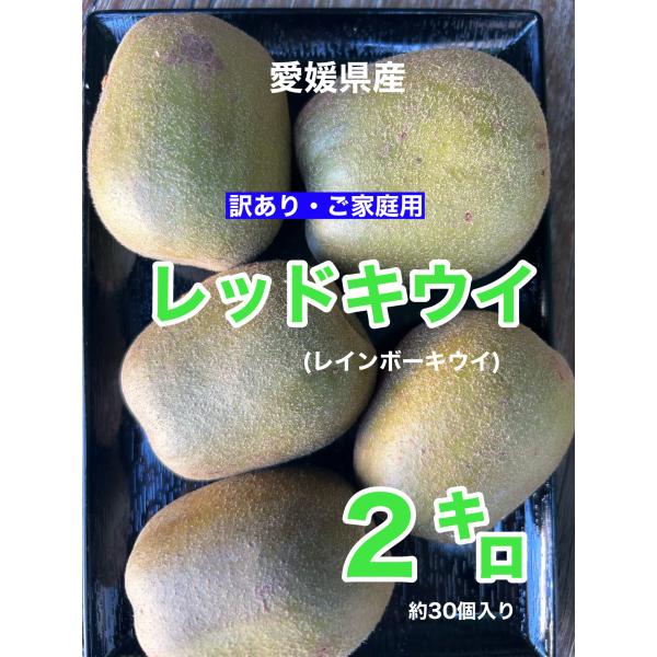 愛媛県産レッドキウイ（レインボーレッド）２キロ 約３０個前後 （チルド便でお届けします！）