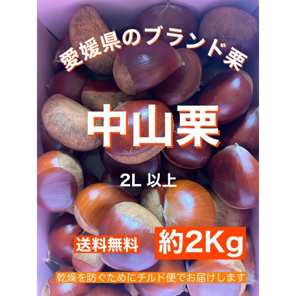 Qoo様　生栗　2キロ 愛媛県産 中山栗2キロ（生栗）ご家庭用 お菓子・栗ご飯・渋皮煮