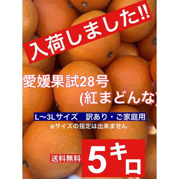 今だけ！愛媛県産！紅まどんな同等品　愛果28号約5Kg【訳あり】 pd_3e97cc0e7c2cd1f24d09b6674ad