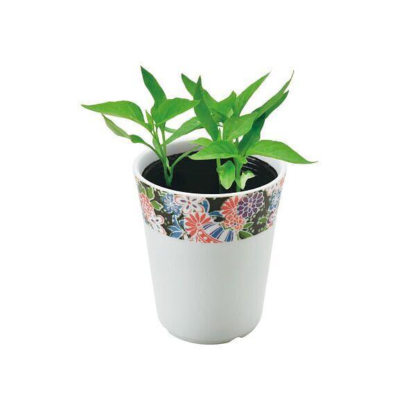 とうがらしを用いた料理は世界中にあり、食文化の上で非常に重要な薬味です。発芽温度が高いので種まきは十分に暖かくなってから行って下さい。模様には、女の子の着物にもよく使われる「鞠」をふんだんに取り入れ、友禅染めの晴れ着を思わせる華やかな和柄を...