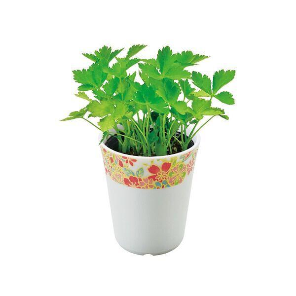 春の訪れを告げるような爽やかな香りと歯ざわり、豊かな香りを持ち、栄養も豊富で緑黄色野菜に分類されます。模様には、女の子の着物にもよく使われる「鞠」をふんだんに取り入れ、友禅染めの晴れ着を思わせる華やかな和柄をデザインしました。この陶器製の器...