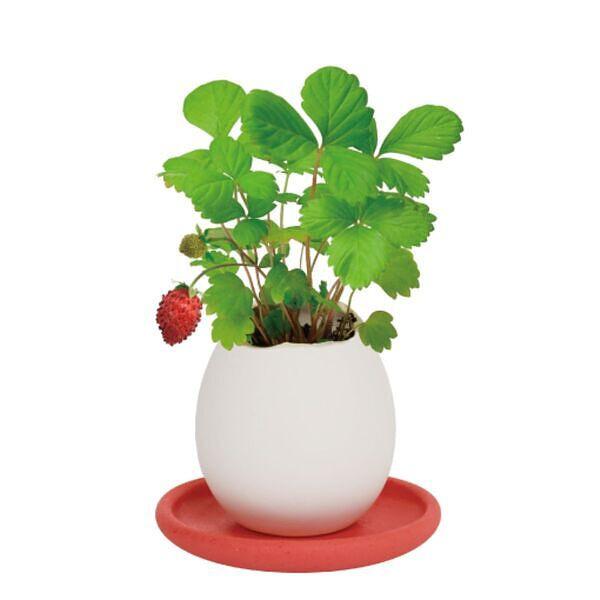 たまごのフォルムに合う丸みを帯びたシルエットと選ぶのが楽しくなるカラーにこだわって専用ソーサーをデザイン。いくつも並べて飾るとお部屋はさらに明るいムードに！受け皿を用意することなくすぐに飾れるので、心遣いを届けるギフトにもぴったり。「幸せを...