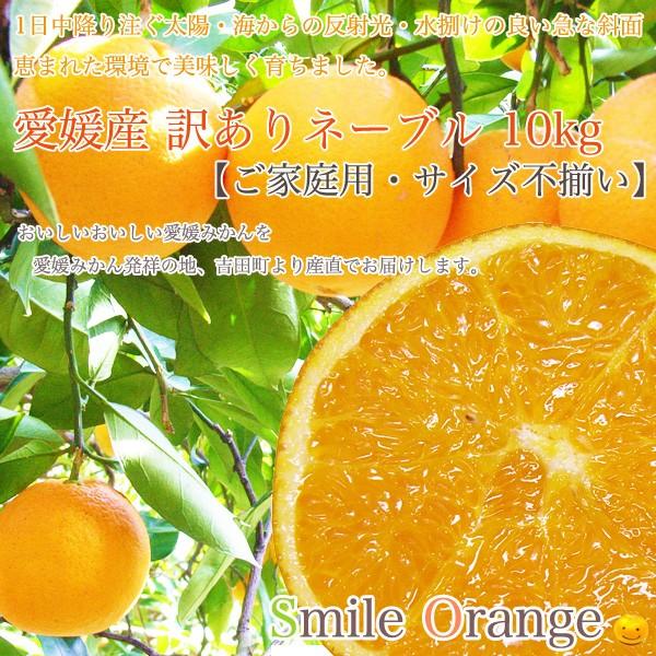 愛媛県大三島産　大三島ネーブル＆甘平　秀品　10kg 極旨】甘平（かんぺい）お得用10kg（愛媛県大三島産） : 俺のみかん