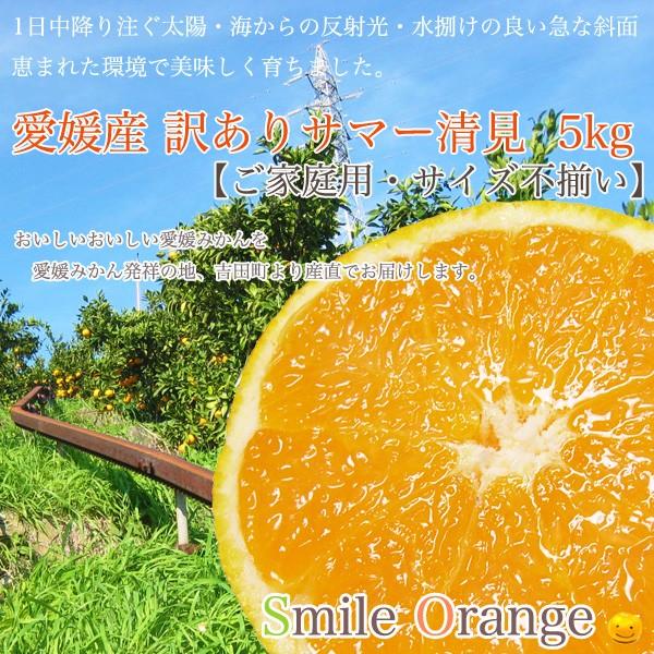 送料無料】愛媛産 訳あり サマー清見 5kg ご家庭用 サイズ不揃い 清見