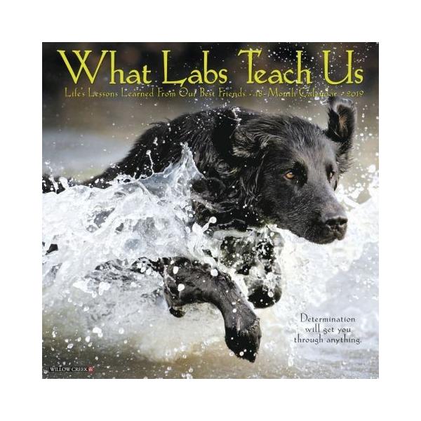 What Labs Teach Us ラブラドールレトリーバー【２０１９年】月めくりカレンダー　海外直輸入