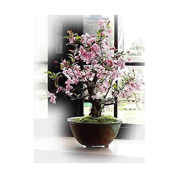 桜 盆栽 総合 Favofavoitems