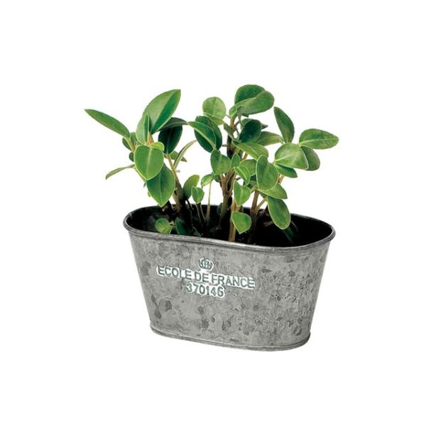 y/szDECO |bg Vo[ I[o 2p y6ZbgzECOLE DE FRANCE