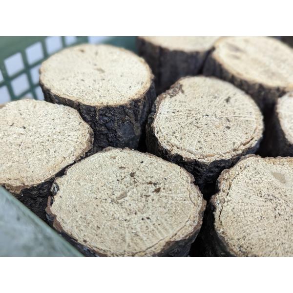 産卵用シイタケホダ木（14センチカット）を100サイズ段ボールに詰めてお届けします。オオクワガタなどのドルクス系向けの選別となります。太目材が多くなるためおおよそ18〜22本前後入りますが多少前後しますことをご了承ください。芯のある材、太材...