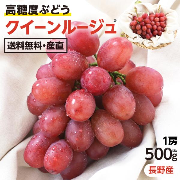 ぶどう クイーンルージュ 種無し 約500g 1房 秀品 送料無料 希少ぶどう 長野県産 -Y09T シャインマスカットを親に持つ高糖度ブドウ 葡萄 爆買