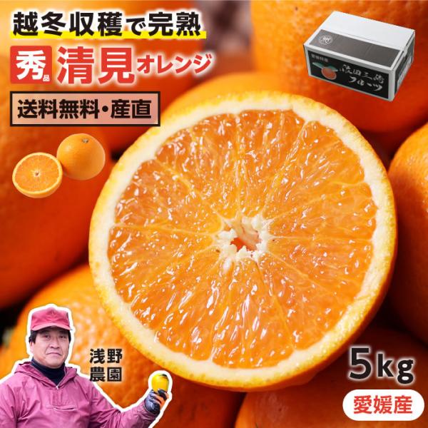 清見オレンジ 愛媛産 秀品 5kg L〜3L 産地直送 浅野農園 樹上完熟品 清見タンゴール 清見みかん 贈答 ギフト 送料無料 果物 フルーツ -S03J 爆買