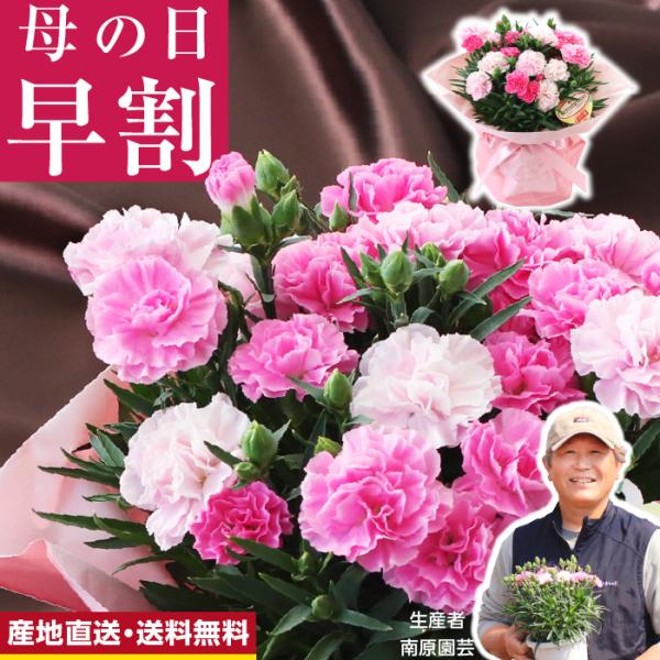 母の日 カーネーション ギフト 2026 早割 鉢植え 5号 プレゼント 花 生花 送料無料 生産者指定 ホッピングピンク 母の日ラッピング