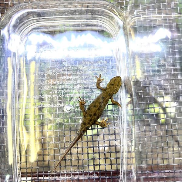 アカハライモリ　千葉県産　♂1 色彩変異　
♀2 sodatane_mutant-akaharaimori003