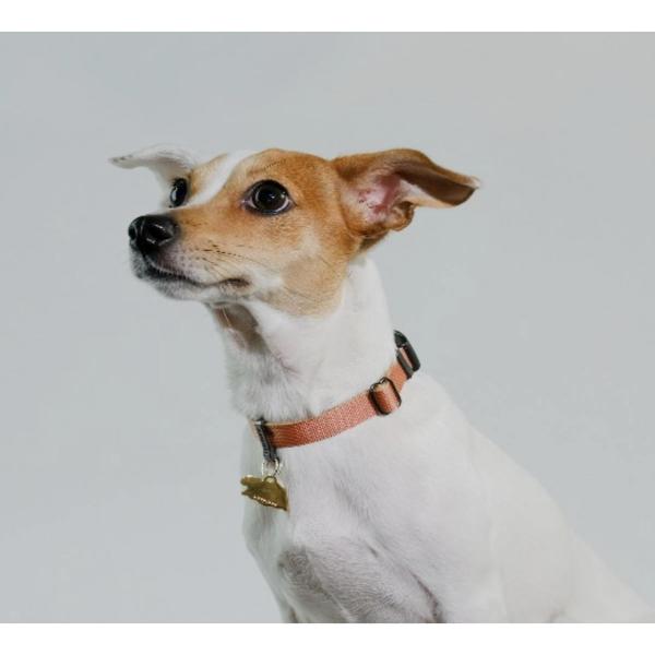 ysleepypodzLocking Martingale Collar (bLO}[`Q[J[jMTCYES4Fyp/ցz