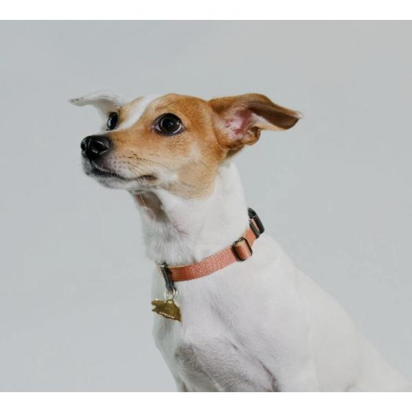 ysleepypodzLocking Martingale Collar (bLO}[`Q[J[jSTCYES4Fyp/ցz