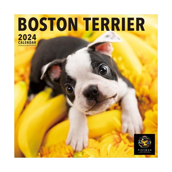 【残りわずか!!】【おまけCL付】ボストン・テリア PICTWAN (ピクトワン) カレンダー DOG 【L版】 2024年カレンダー 24CL-50005L