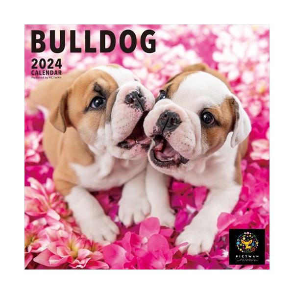 【残りわずか!!】【おまけCL付】ブルドッグ PICTWAN (ピクトワン) カレンダー DOG 【L版】 2024年カレンダー 24CL-50006L