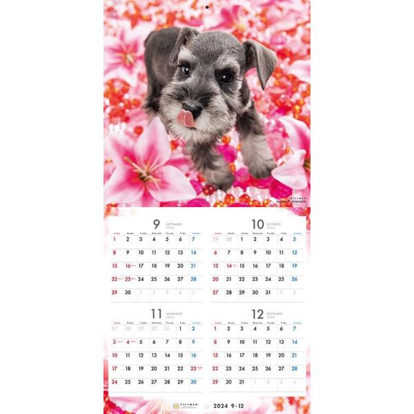 softya_25cl-50022l_3_d_20240530110943