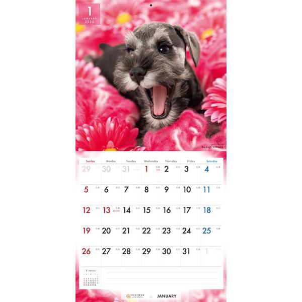 softya_25cl-50022l_4_d_20240530110943