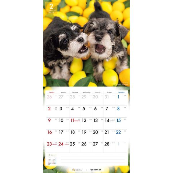 softya_25cl-50022l_5_d_20240530110943